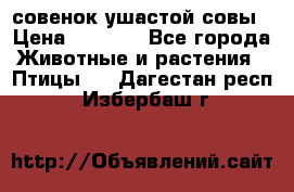 совенок ушастой совы › Цена ­ 5 000 - Все города Животные и растения » Птицы   . Дагестан респ.,Избербаш г.